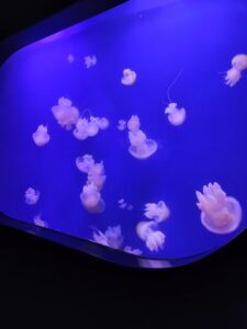 WhatsApp Image 2023-04-14 at 17.15.41 (1)